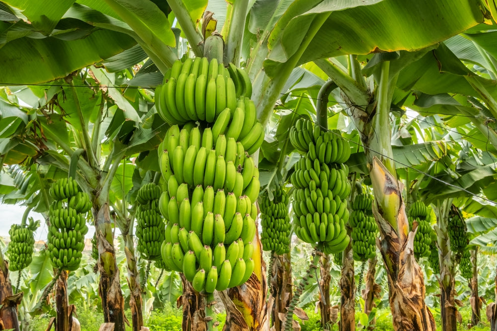 Promoting Sustainable and Healthy Harvests in South America